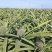 【诚信商家】广东徐闻菠萝苗种植基地直供质量保证一手货源