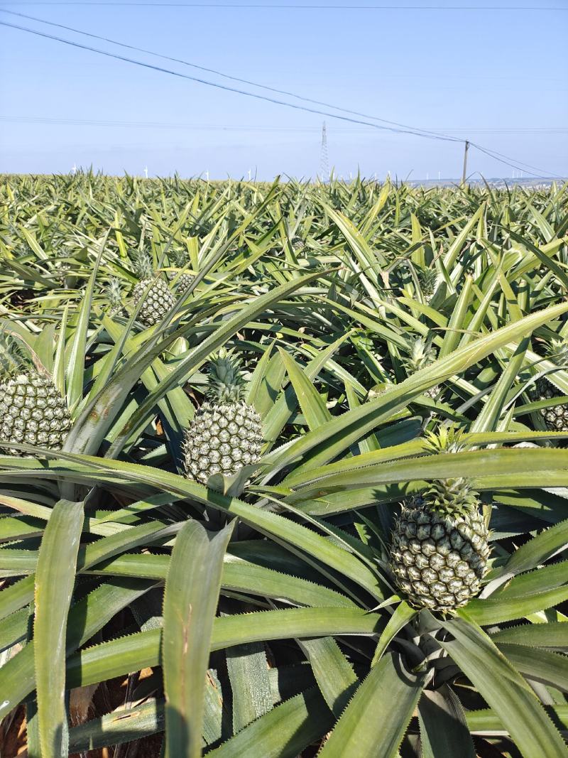 【诚信商家】广东徐闻菠萝苗种植基地直供质量保证一手货源