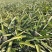 【诚信商家】广东徐闻菠萝苗种植基地直供质量保证一手货源