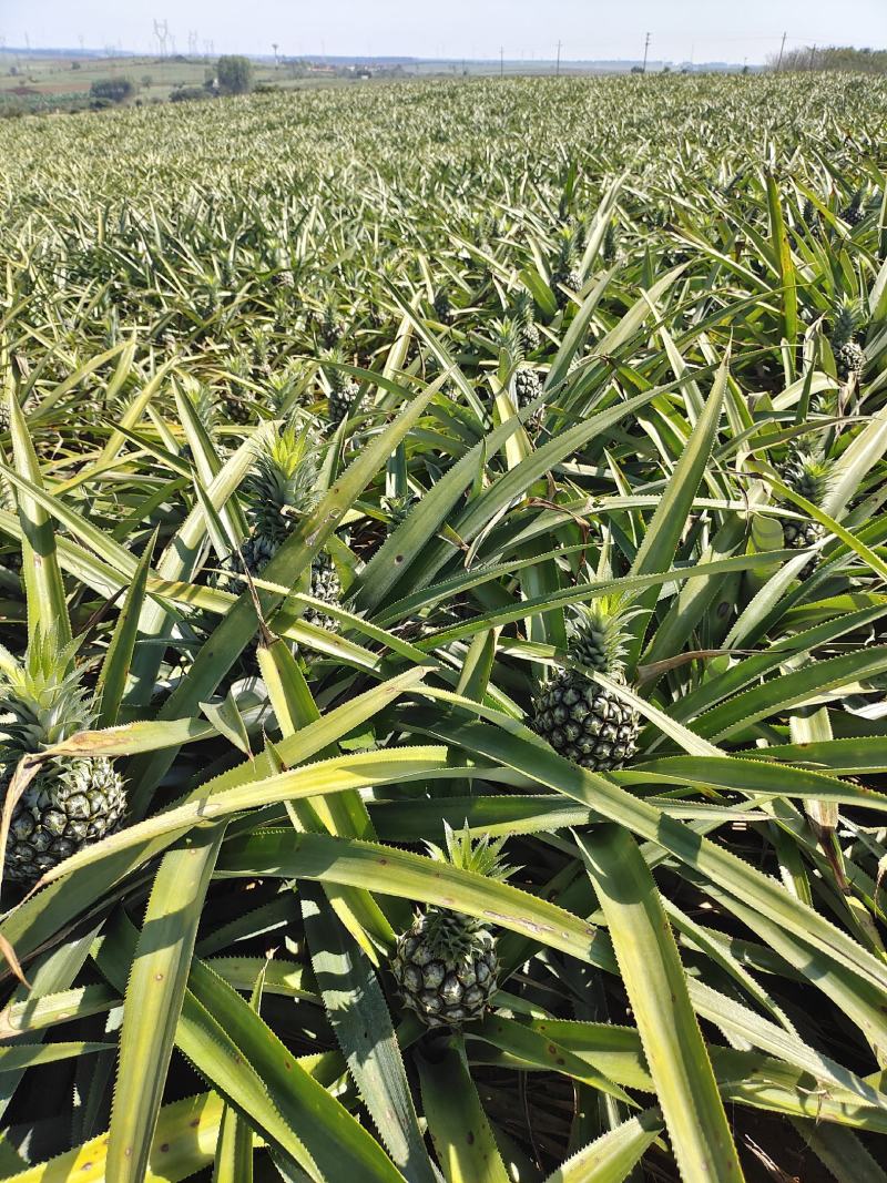 【诚信商家】广东徐闻菠萝苗种植基地直供质量保证一手货源