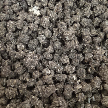 大别山正宗产地中药材猫爪草小毛莨三散叶