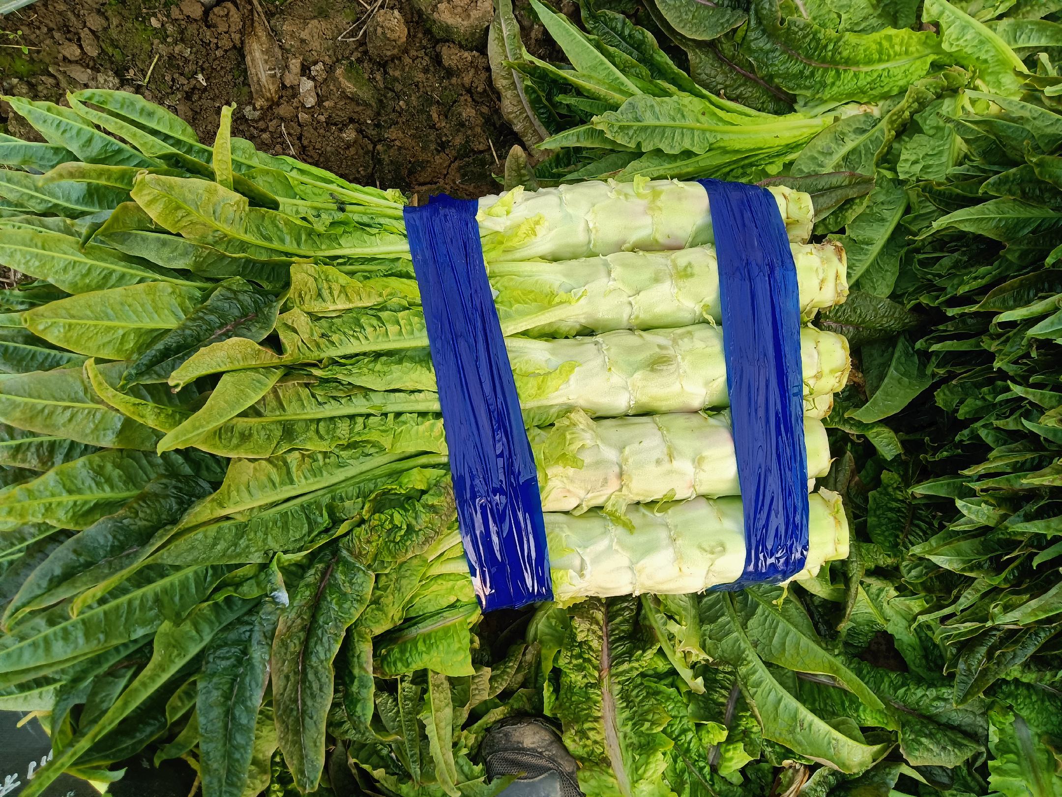 莴苣沙拉制作过程