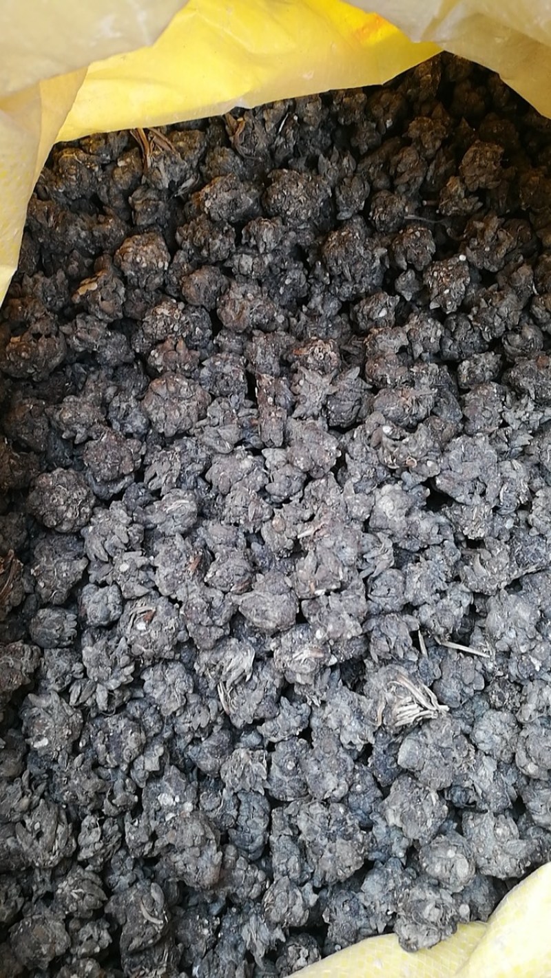 大别山正宗产地中药材猫爪草小毛莨三散叶