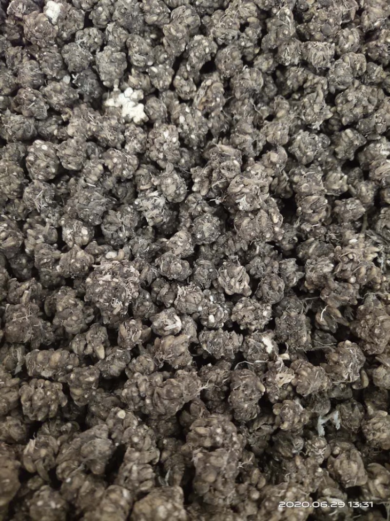 大别山正宗产地中药材猫爪草小毛莨三散叶