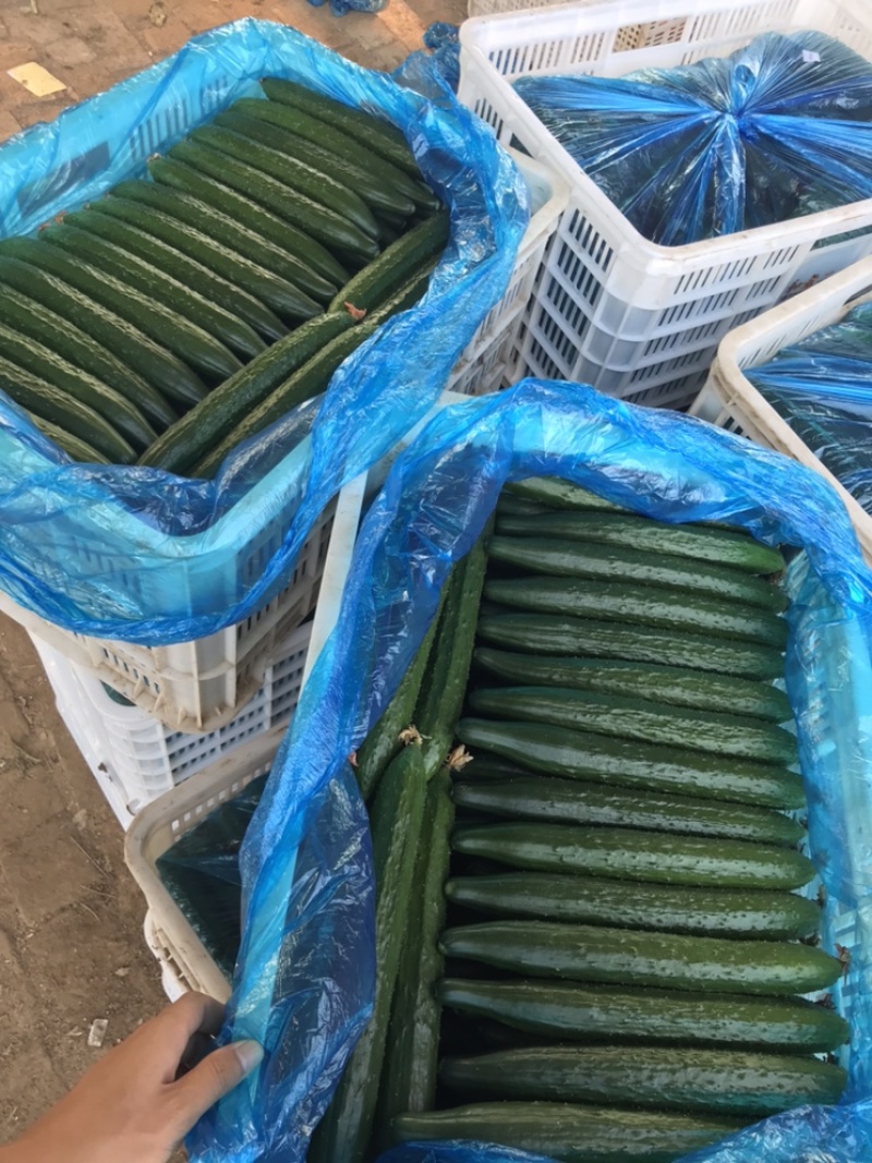 山东精品密刺黄瓜，黄瓜扭腌制用社区团购电商**