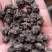 大别山正宗产地中药材猫爪草小毛莨三散叶