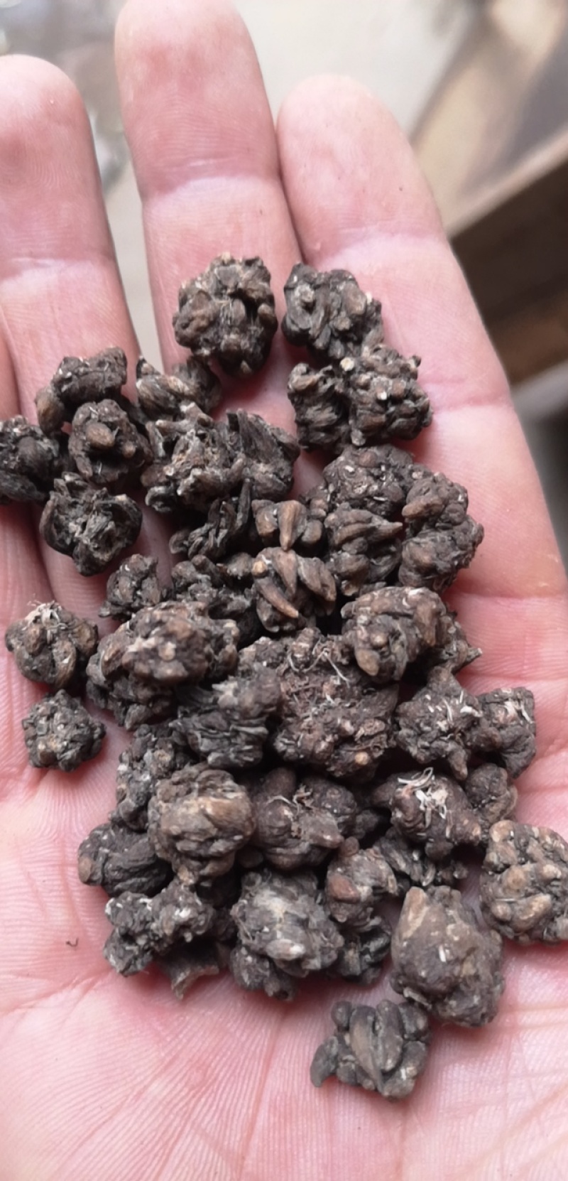 大别山正宗产地中药材猫爪草小毛莨三散叶