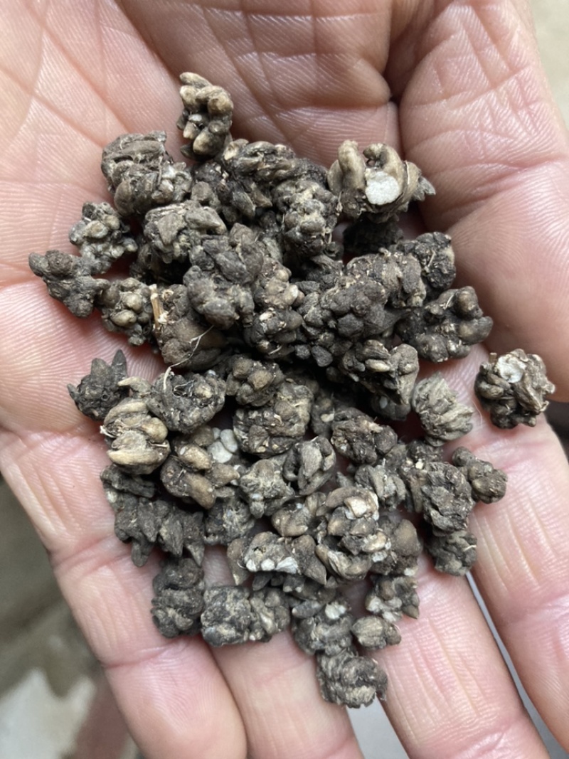 大别山正宗产地中药材猫爪草小毛莨三散叶