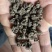 大别山正宗产地中药材猫爪草小毛莨三散叶