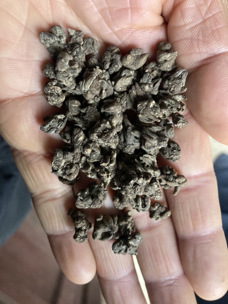 大别山正宗产地中药材猫爪草小毛莨三散叶