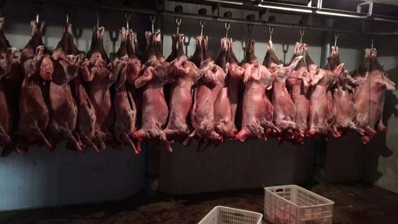 专业人员检查羊白条肉质