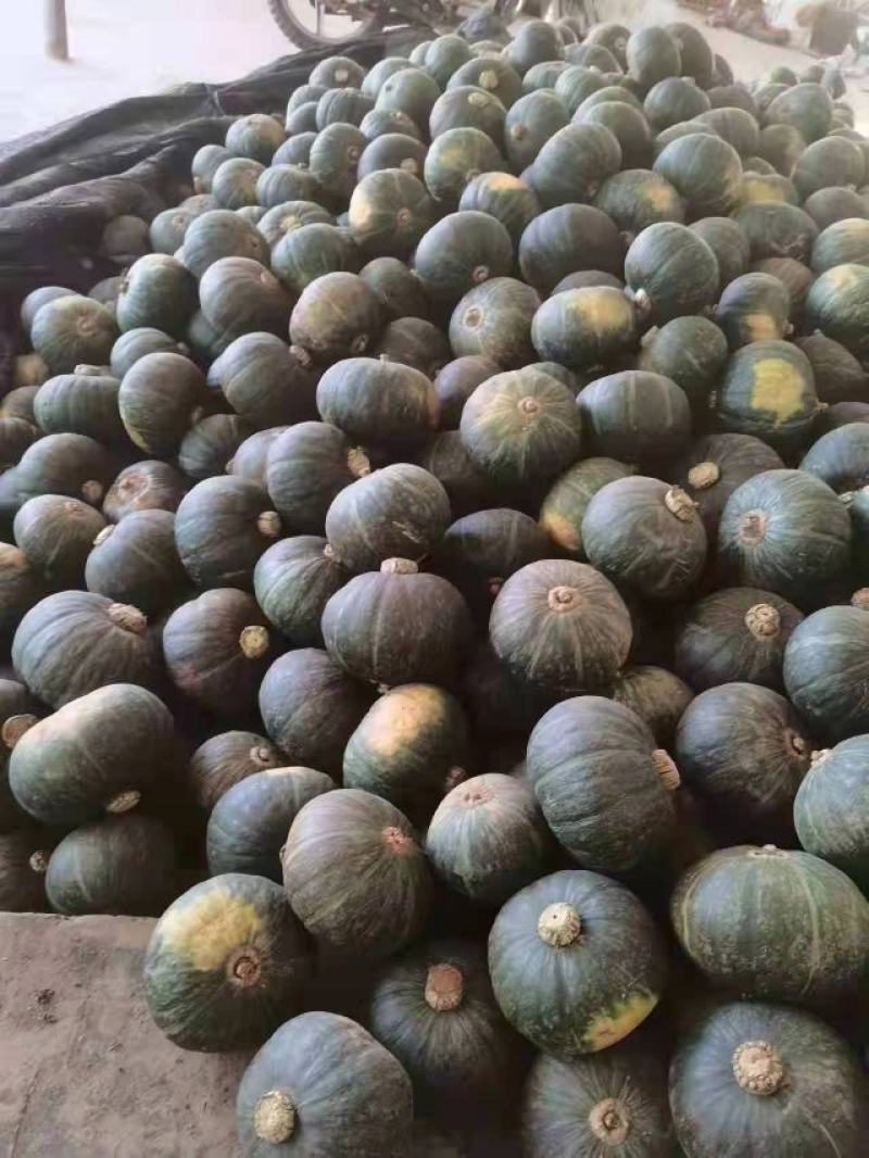 板栗南瓜