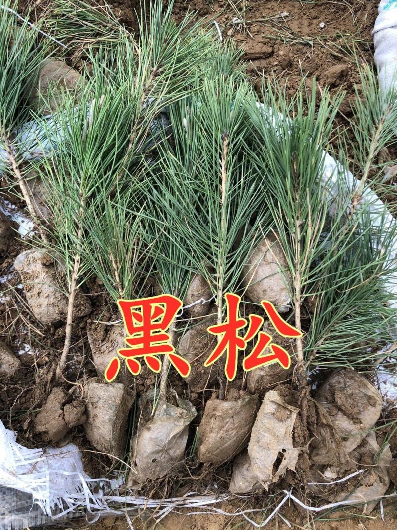 黑松苗黑松小苗黑松盆景造型苗床苗幼苗四季常青绿化苗松树苗