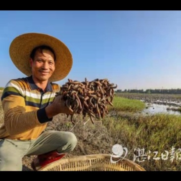广东泥丁，泥虫
