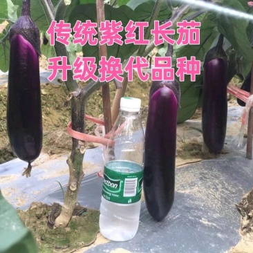 茄子中的黑马黑马中茄种子淡绿肉紫红长茄升级换代品种