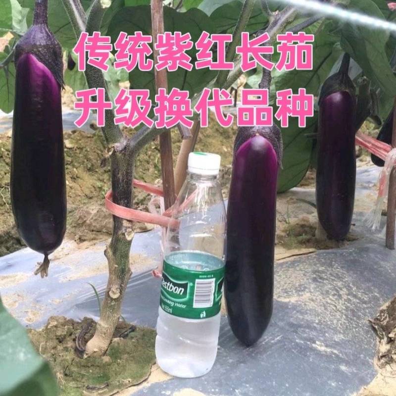 茄子中的黑马黑马中茄种子淡绿肉紫红长茄升级换代品种