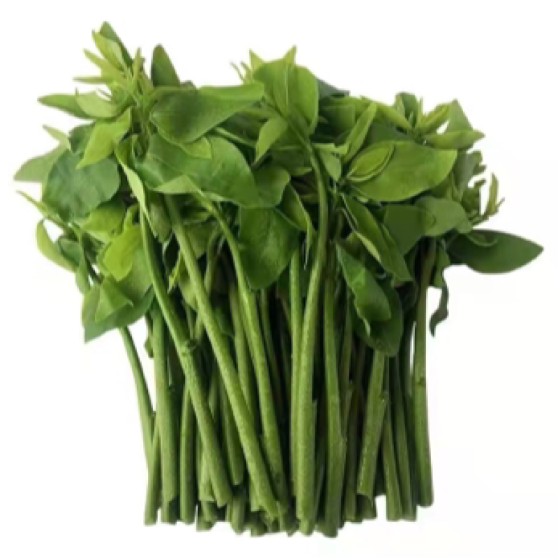 广东精品山野菜天绿香又名树籽菜，保质保量，诚信经营