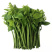 广东精品山野菜天绿香又名树籽菜，保质保量，诚信经营