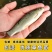 淡水草鱼鱼苗抗病毒草鱼苗活体四大家鱼苗规格齐全塘口现起