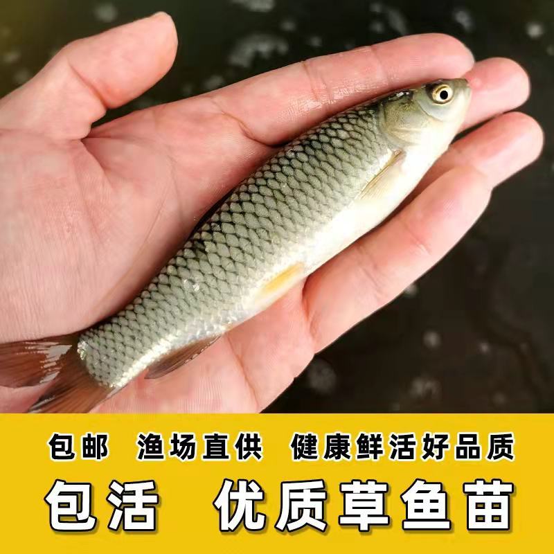 淡水草鱼鱼苗抗病毒草鱼苗活体四大家鱼苗规格齐全塘口现起