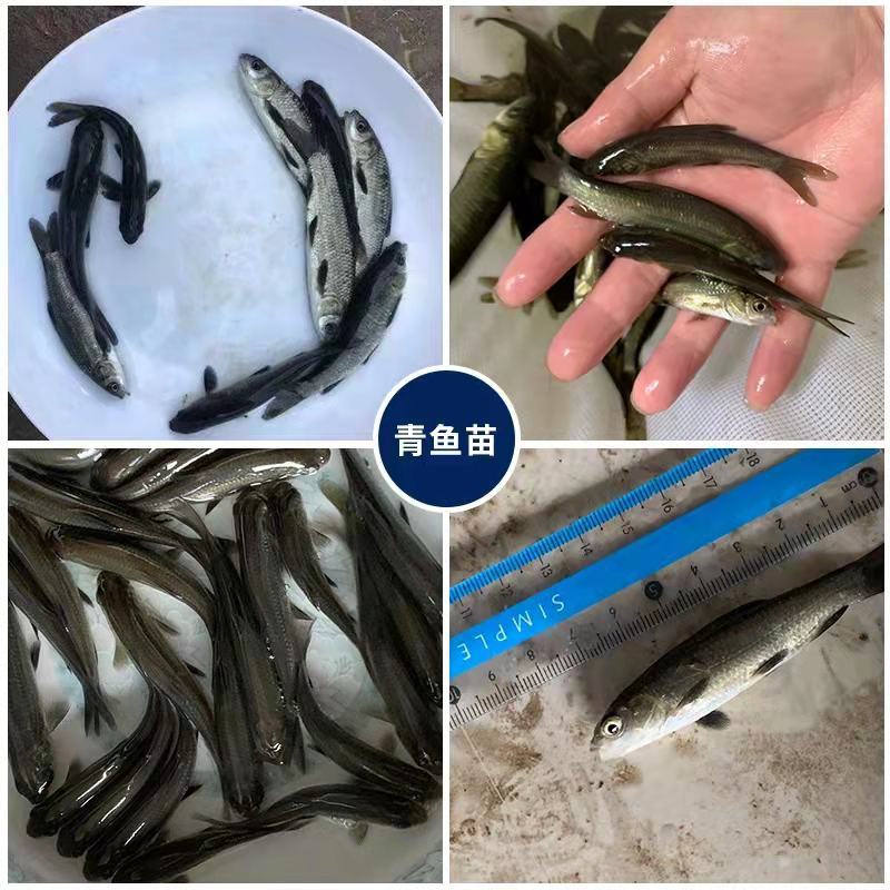 淡水草鱼鱼苗抗病毒草鱼苗活体四大家鱼苗规格齐全塘口现起