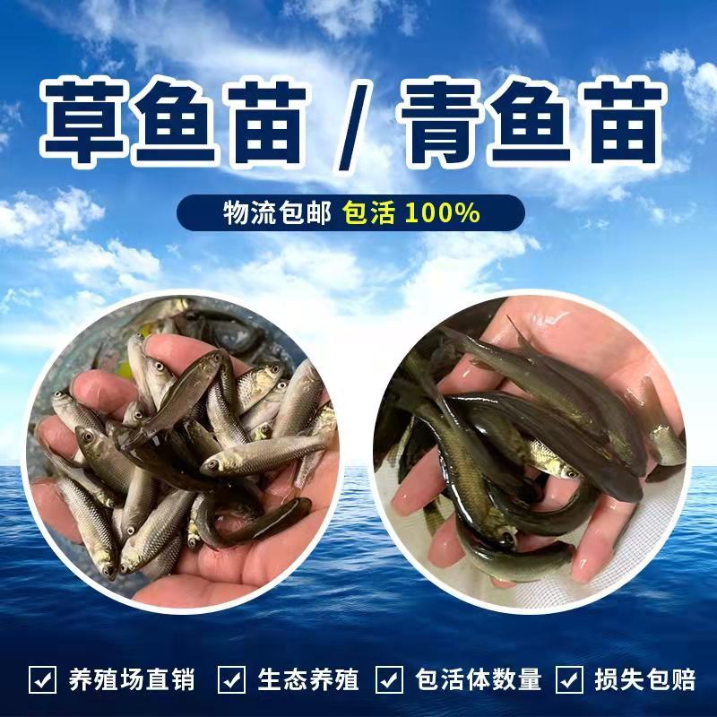淡水草鱼鱼苗抗病毒草鱼苗活体四大家鱼苗规格齐全塘口现起