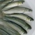 淡水草鱼鱼苗抗病毒草鱼苗活体四大家鱼苗规格齐全塘口现起