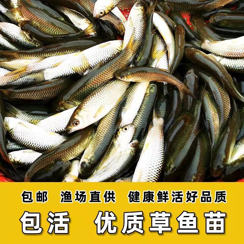 淡水草鱼鱼苗抗病毒草鱼苗活体四大家鱼苗规格齐全塘口现起