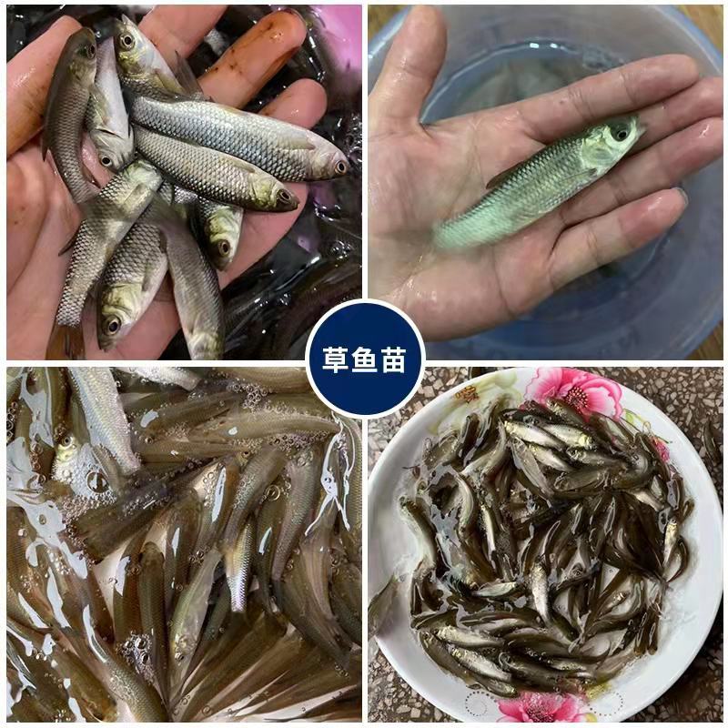 淡水草鱼鱼苗抗病毒草鱼苗活体四大家鱼苗规格齐全塘口现起