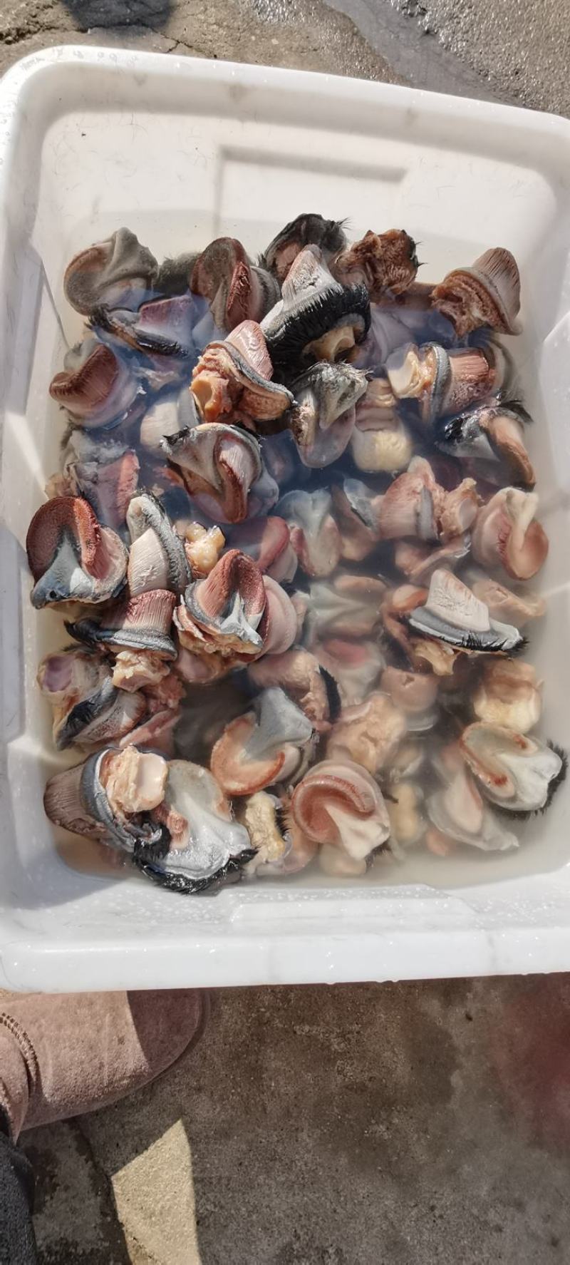 新鲜驴蹄精品新鲜驴肉带皮驴肉，厂家直发，货源充足品质保证