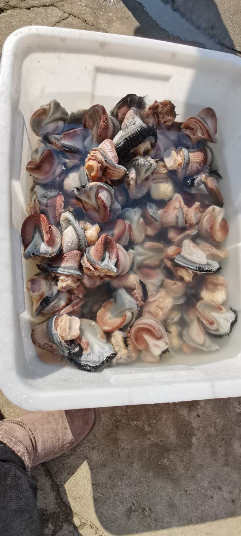 新鲜驴蹄精品新鲜驴肉带皮驴肉，厂家直发，货源充足品质保证