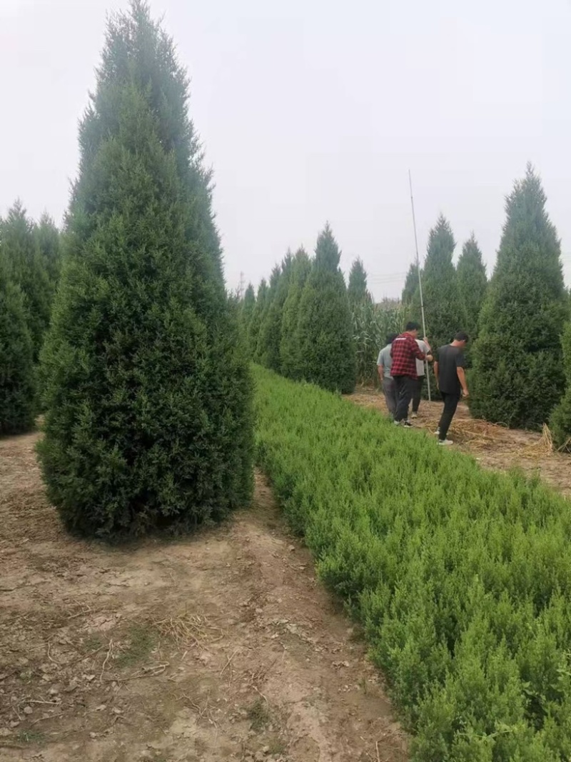 速生杨种植基地107杨树261~300cm