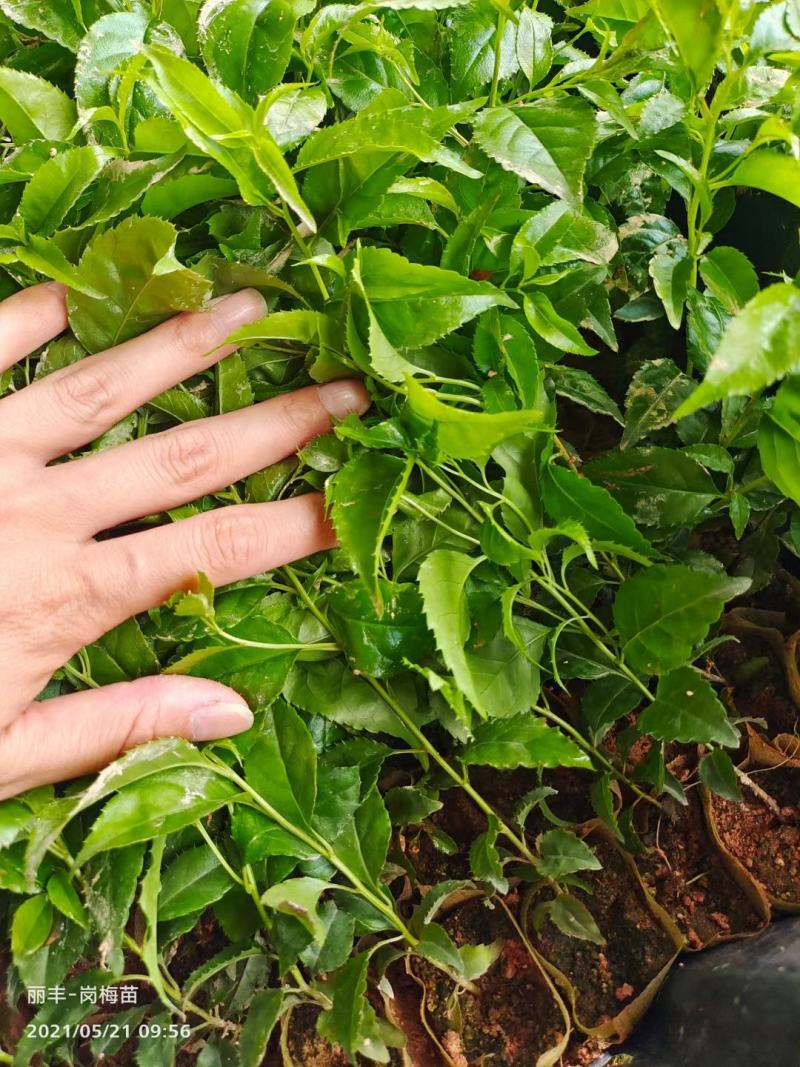 岗梅苗称星木苗正宗中药材种苗带土带叶