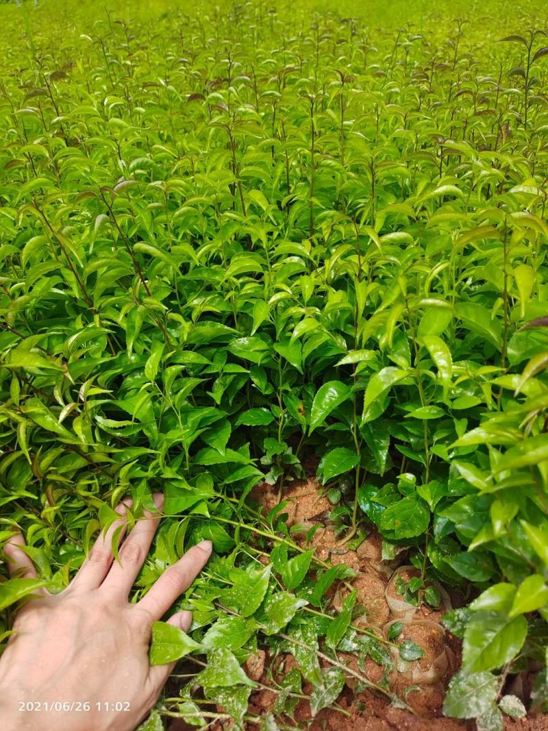 岗梅苗称星木苗正宗中药材种苗带土带叶