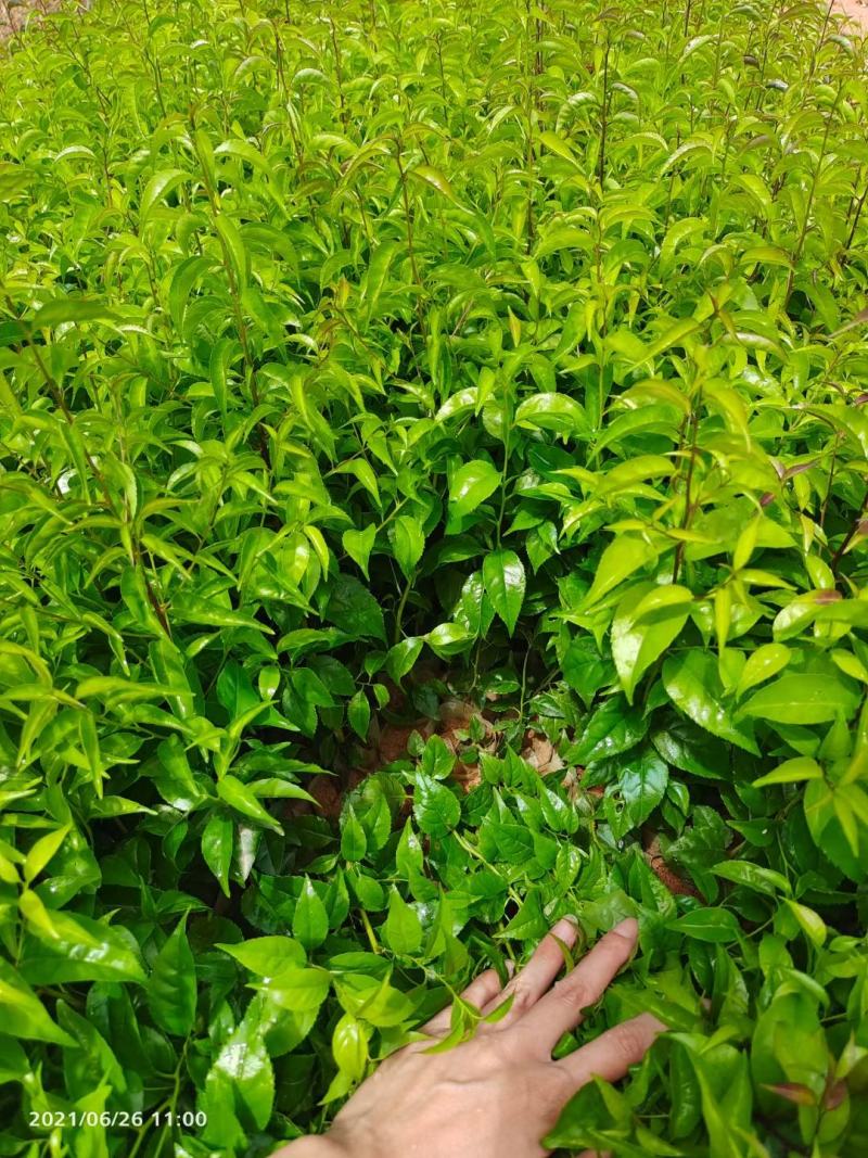 岗梅苗称星木苗正宗中药材种苗带土带叶
