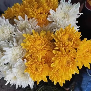 清明节冬至白菊黄菊花束扫墓祭祀上坟装饰鲜花基地直发追悼会
