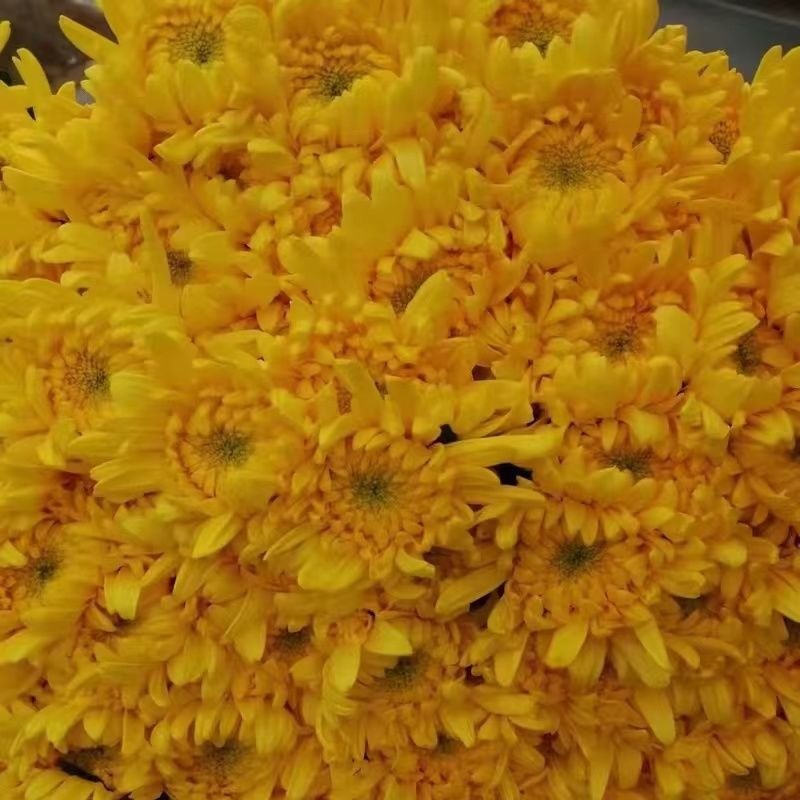 清明节冬至白菊黄菊花束扫墓祭祀上坟装饰鲜花基地直发追悼会