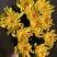 清明节冬至白菊黄菊花束扫墓祭祀上坟装饰鲜花基地直发追悼会