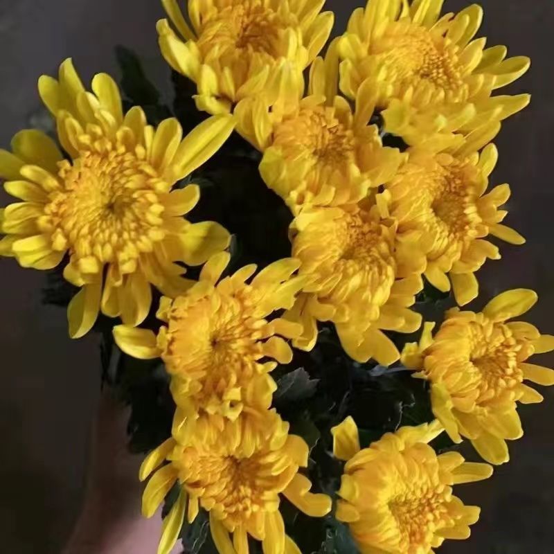 清明节冬至白菊黄菊花束扫墓祭祀上坟装饰鲜花基地直发追悼会