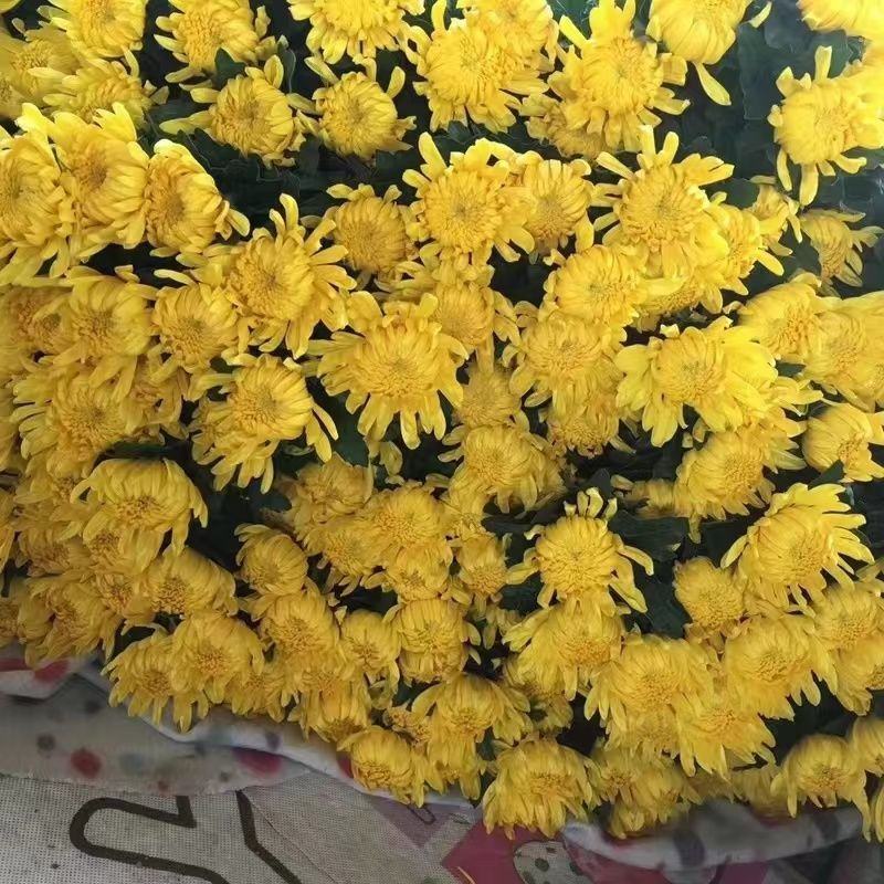 清明节冬至白菊黄菊花束扫墓祭祀上坟装饰鲜花基地直发追悼会