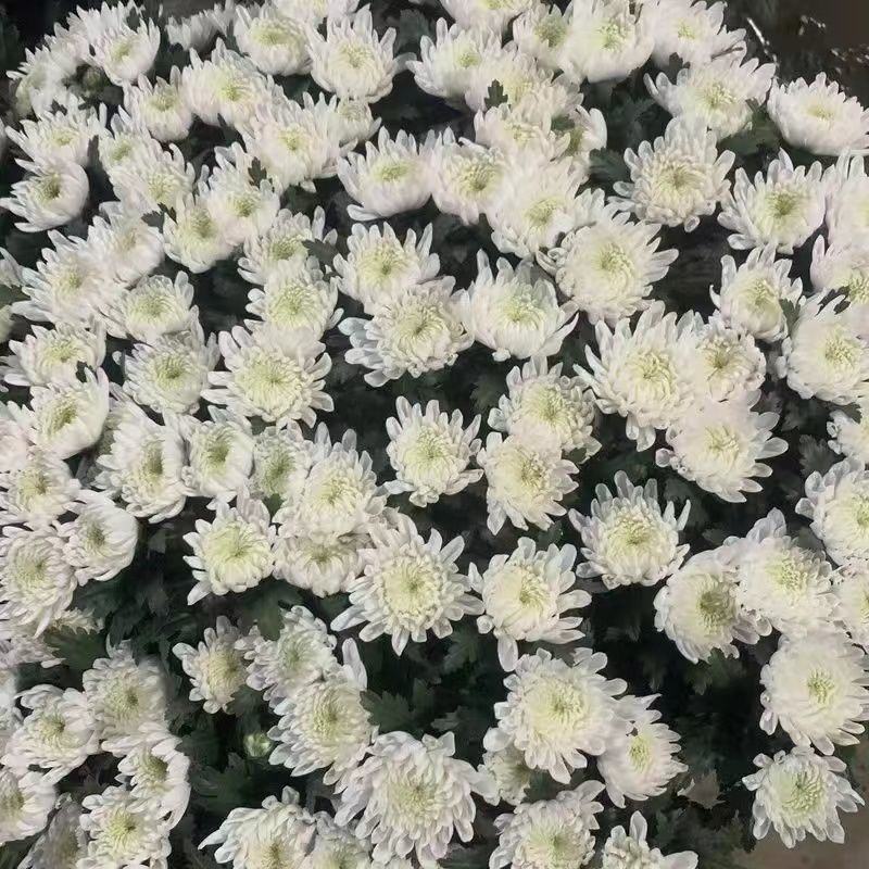 清明节冬至白菊黄菊花束扫墓祭祀上坟装饰鲜花基地直发追悼会