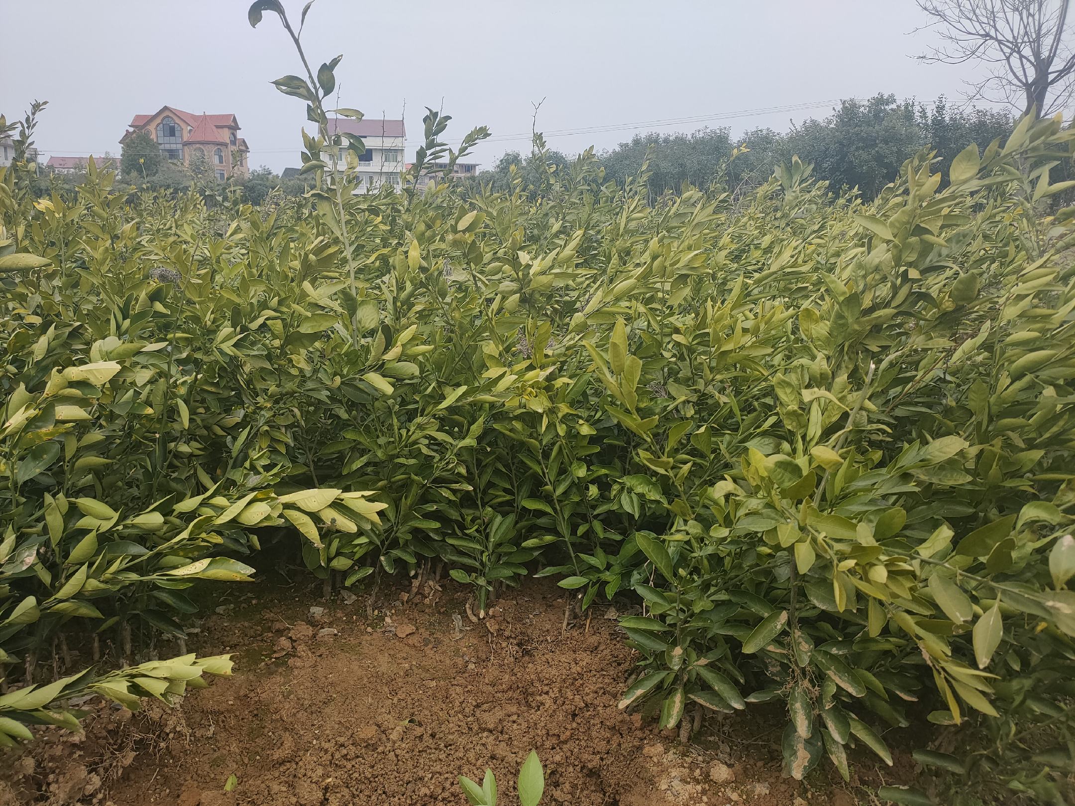 青见柑橘苗在华南、长江中下游和西南地区的种植对比图,展示不同环境下的生长差异 青见柑橘苗在不同地区种植的对比图