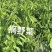 广东精品山野菜天绿香又名树籽菜，保质保量，诚信经营