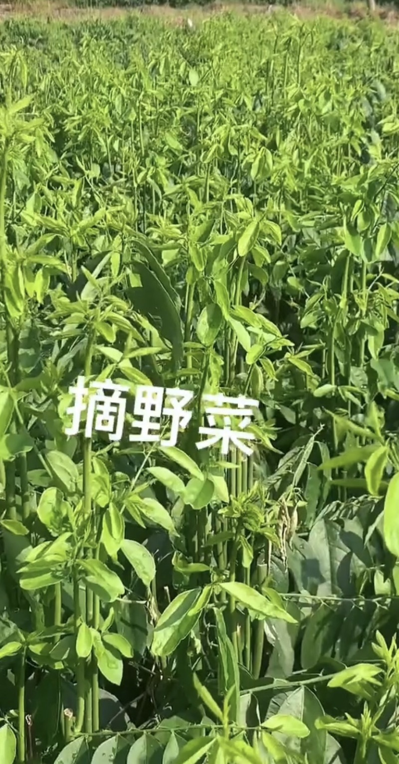 广东精品山野菜天绿香又名树籽菜，保质保量，诚信经营
