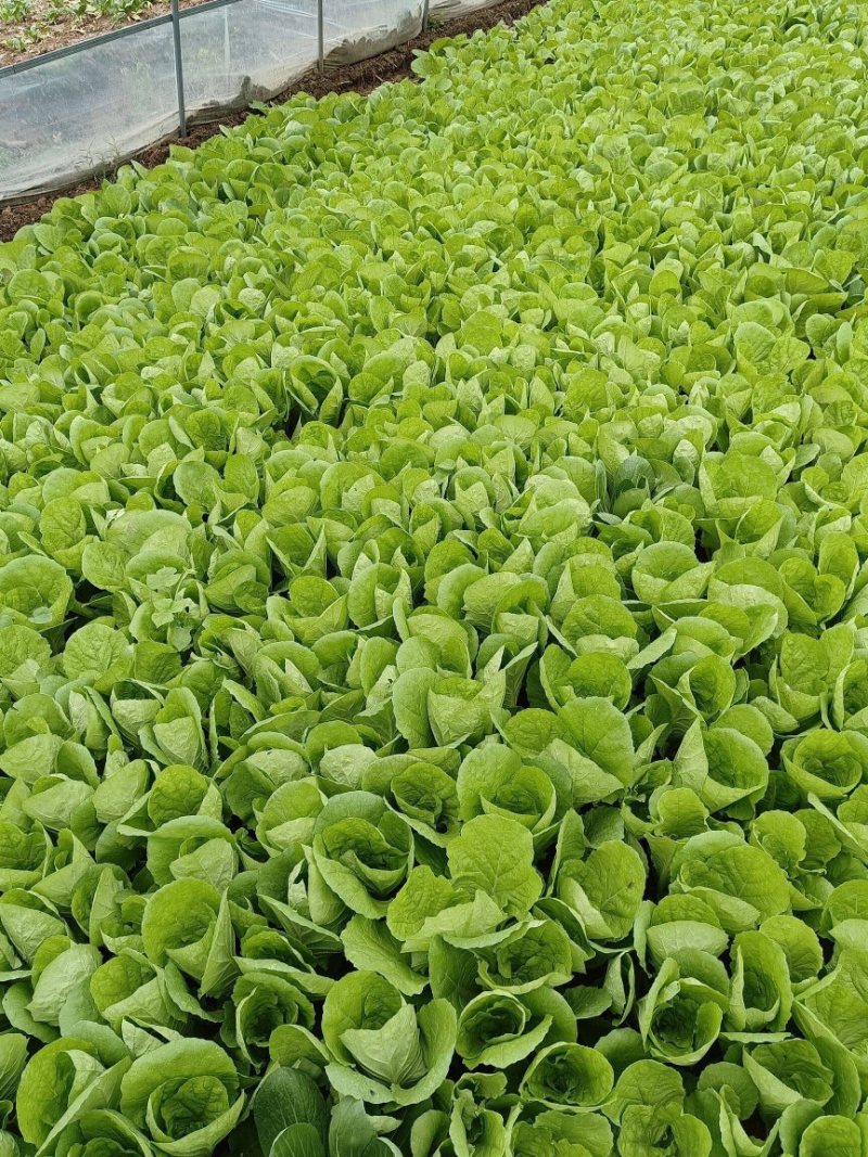 精品奶白菜、常年供货、长年有货