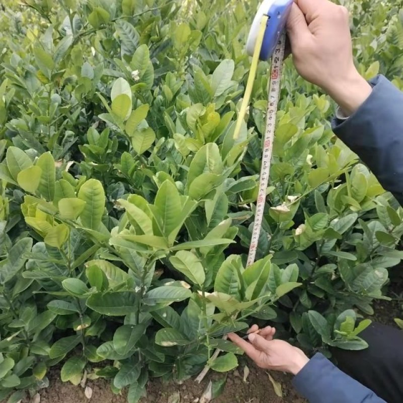 佛手苗，佛手苗，佛手苗苗佛手苗佛手苗佛手
