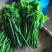 广东精品山野菜天绿香又名树籽菜，保质保量，诚信经营