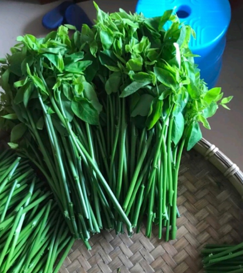 广东精品山野菜天绿香又名树籽菜，保质保量，诚信经营