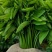 广东精品山野菜天绿香又名树籽菜，保质保量，诚信经营