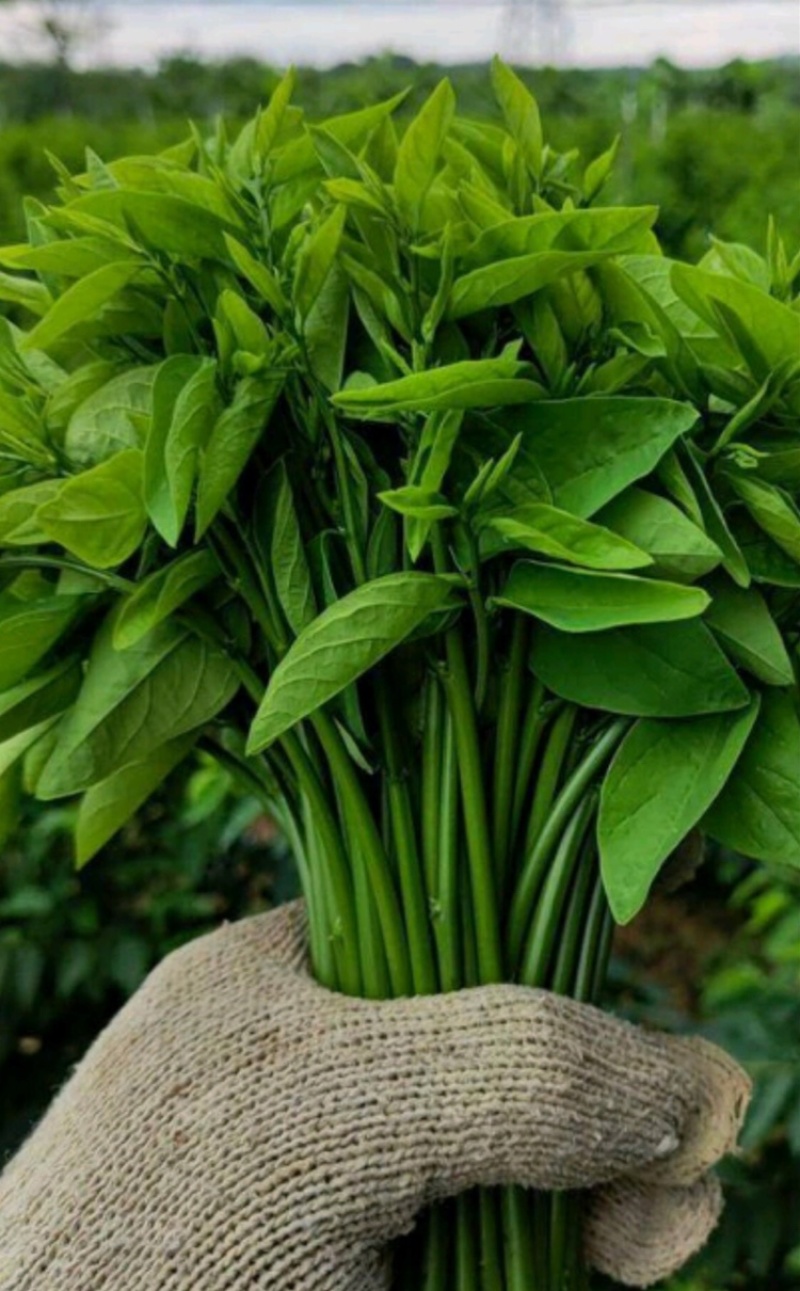 广东精品山野菜天绿香又名树籽菜，保质保量，诚信经营